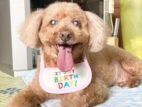 譲渡会中、森から現れたトイプー「ハッピー」　無事に保護され家族の癒やしの存在に