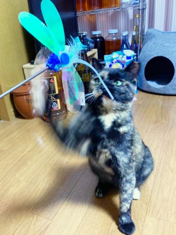 おもちゃで遊ぶくるみちゃん（画像提供：サビ猫くるみさん）