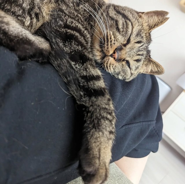 膝でとろけるのが日常だった頃