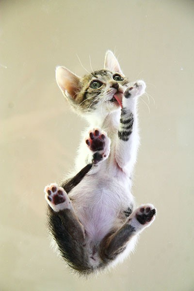 子猫ちゃんのちび肉球もまた……萌え