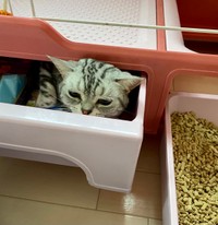 引っ越し後、棚に隠れるしおちゃん＝アメショのしおちゃんさん（@shio_amesho）提供