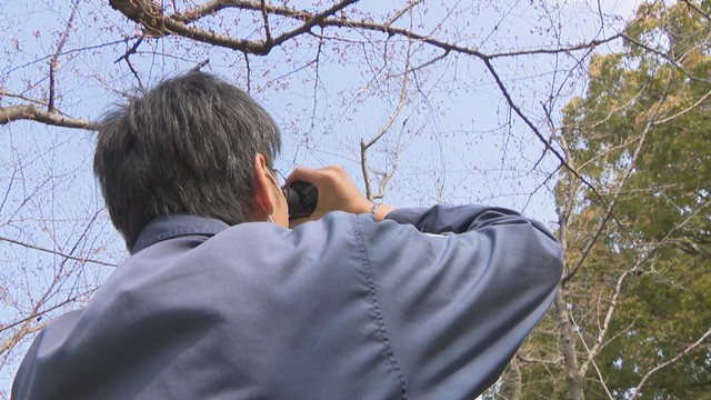 岡山地方気象台の職員が開花状況を確認