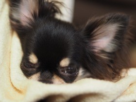 寒い冬、犬の体温の低下を防ごう  注意すべきポイントは？