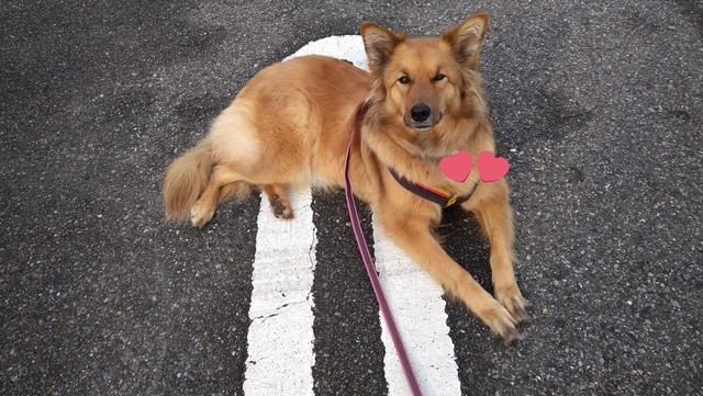 普段はお目めぱっちりでキュートな表情を見せてくれるよもぎちゃん（提供：どすこい大福さん）