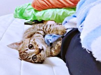 保護から1カ月、生後3カ月ほど。おうちでの暮らしになれていったしらすちゃん（画像提供：硝子さん）