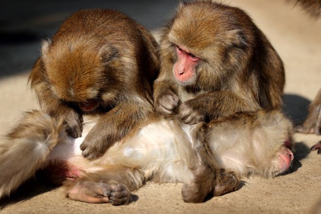 The most famous baboons on the internet, explained - Vox