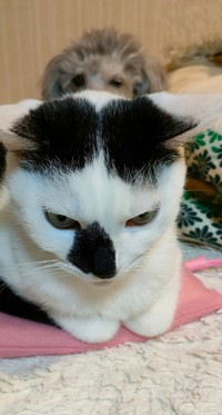 猫さまにとって、お母さんは家族順位ナンバーワンでした（提供：松本ひで吉さん）