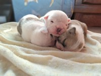 生後間もないイングリッシュブルドッグの子犬（画像提供：大塚さん）