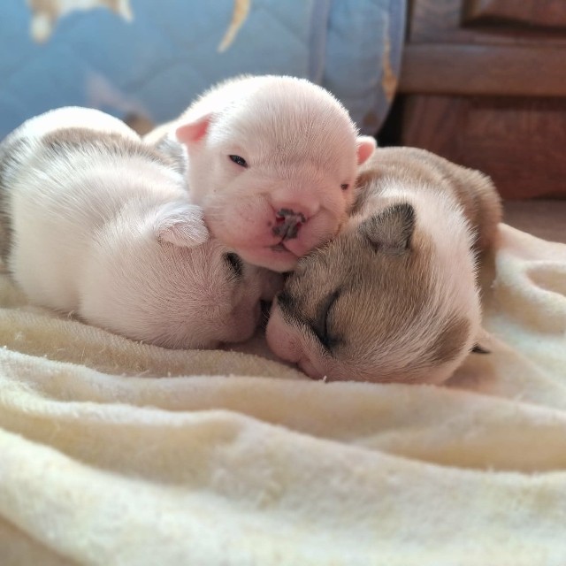 生後間もないイングリッシュブルドッグの子犬（画像提供：大塚さん）