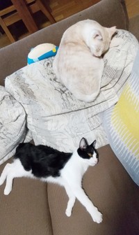 先住猫のアメリちゃんと一緒にくつろぐ朔ちゃん（画像提供：cittaちゃん）