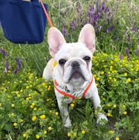 まだ子犬なのに、おっさん…！？フレブル・きなこちゃんの渋い表情と仕草が話題（提供：@uchinokinasanさん）
