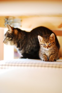 にゃあちゃんに甘えるころ太くん