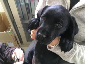 犬や猫のためのボランティア　活動はさまざま、無理なく楽しく