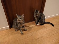 姉弟のよう（左が金吾くん、右が福ちゃん）