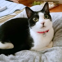 飼い主さんを見上げる初ちゃん（画像提供：はっちゃんムーさん）