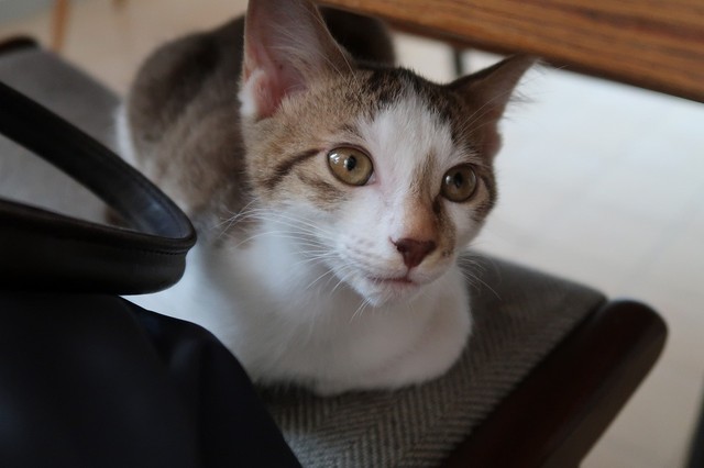 イケにゃんになったレイくん