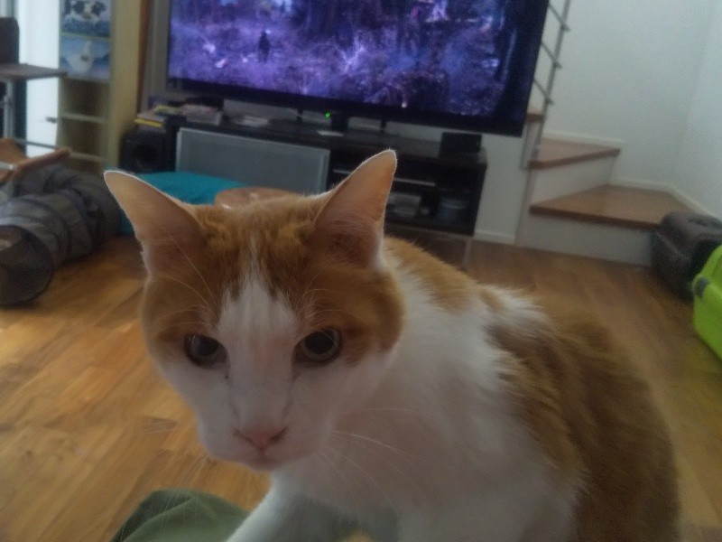 帰ってきたときの梵。前にも増して、私から離れようとしなくなりました。「テレビなんかより、梵を見て！」