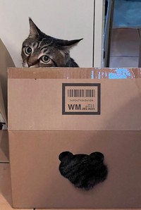 キジ”トラ”毛バージョンも（画像提供：宗像脩さん）