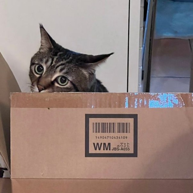 キジ”トラ”毛バージョンも（画像提供：宗像脩さん）