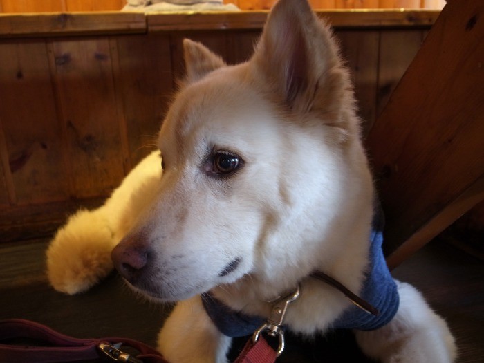 きりっとした表情も