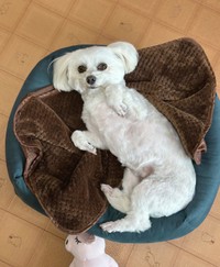 あざとポーズがかわいらしいムギちゃん（画像提供：むぎざんまいさん）