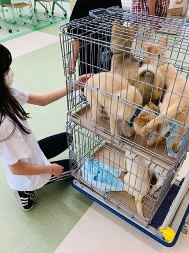 ２週間前に訪れた香川県の愛護センター（ケージの犬はすでに家族が決まっていた）