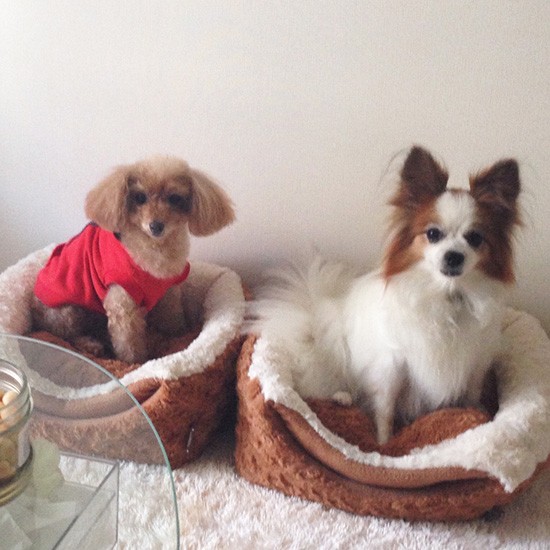 2歳下のトイプードルと共に過ごしていた日々。