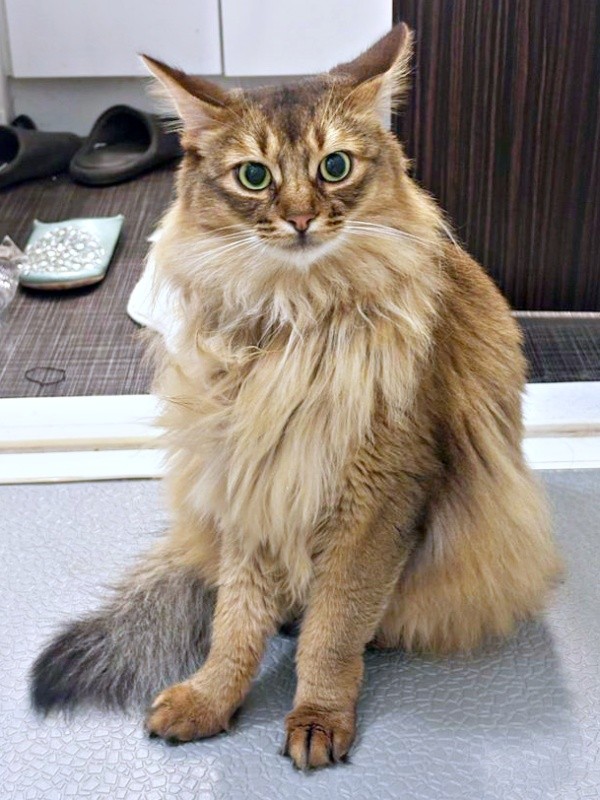 「一緒にお風呂入る？」と声をかけた瞬間、イカ耳になるコン太くん（画像提供：とりねゆこさん）