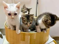爪研ぎボウルの中におさまる猫たち（画像提供：おゆちゃんさん）