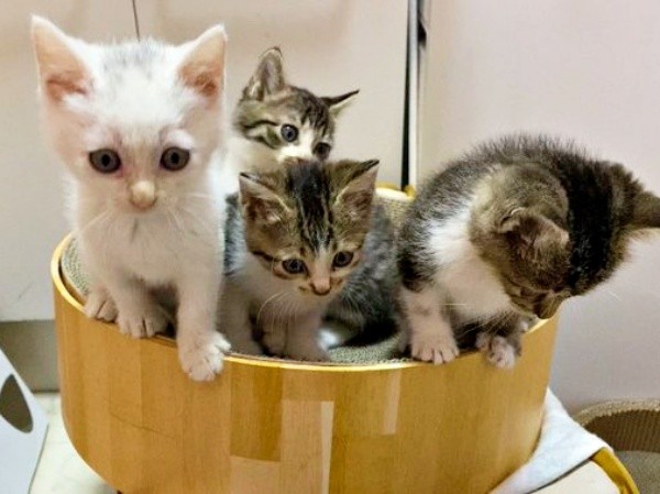 爪研ぎボウルの中におさまる猫たち（画像提供：おゆちゃんさん）