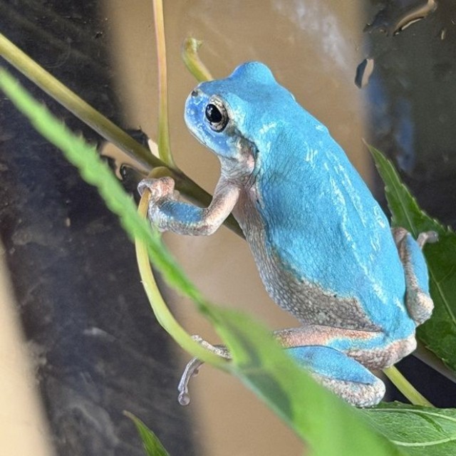 瑞穂ハンザケ自然館に展示されている「しあわせの青いカエル」＝島根県邑南町