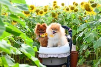 ひまわり畑でにっこり笑顔（左から）ぽきちくん、たぬこちゃん（画像提供：たぬことぽきちさん）