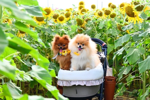 ひまわり畑でにっこり笑顔（左から）ぽきちくん、たぬこちゃん（画像提供：たぬことぽきちさん）