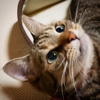 くりくりお目目のみうちゃん