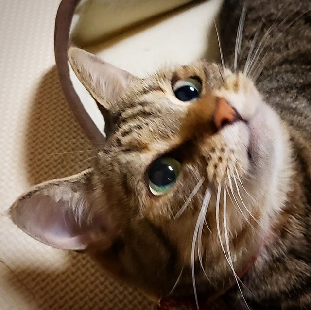 くりくりお目目のみうちゃん