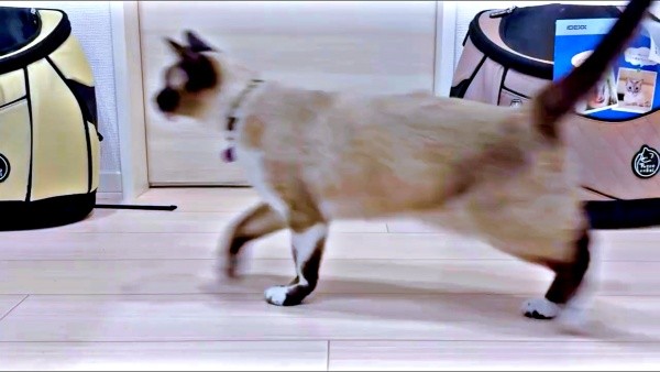 飼い主さんのあとを追いかけるROCKくん（画像提供：yu-kaさん）