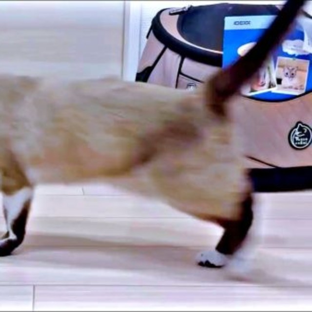 飼い主さんのあとを追いかけるROCKくん（画像提供：yu-kaさん）