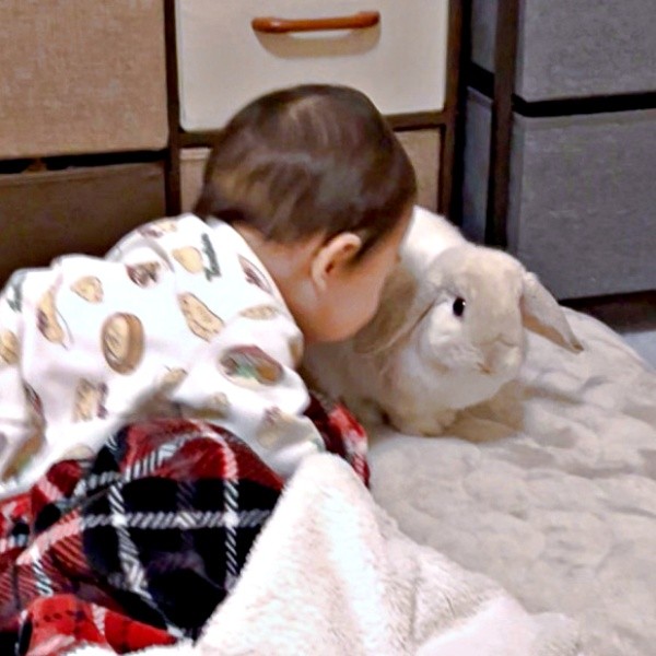 「うさ吸い」をおぼえた！？ 仲良し兄弟になった息子さんとまふぃんくん（画像提供：まふぃん君さん）