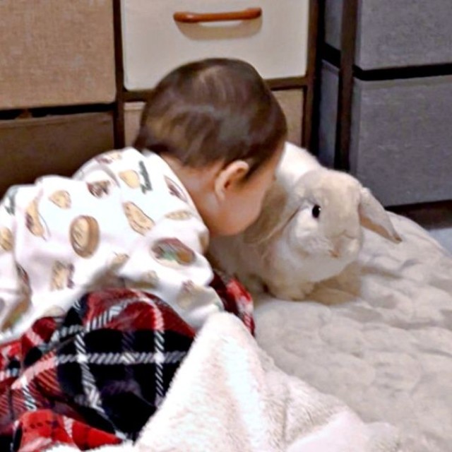 「うさ吸い」をおぼえた！？ 仲良し兄弟になった息子さんとまふぃんくん（画像提供：まふぃん君さん）