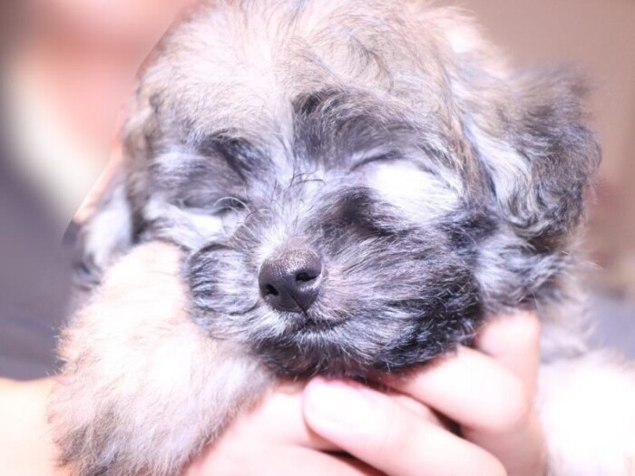 家にきたころの「ウル太」