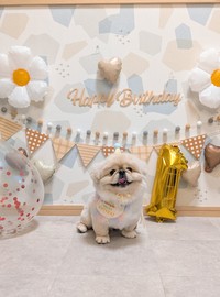誕生日もニッコニコなどんちゃん（提供：ペキのどんきち🌷さん）