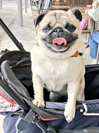 ニコニコ笑顔の先にはおやつがあるんです（画像提供：パグのぽんずさん）