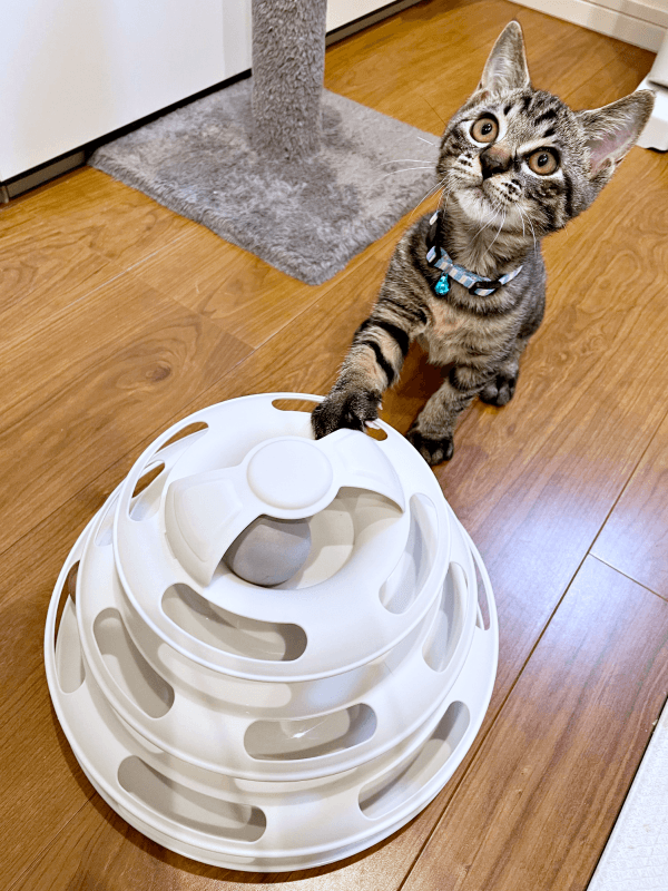 体重200グラムから1.8キロになったふくくん（画像提供：むぎさん）