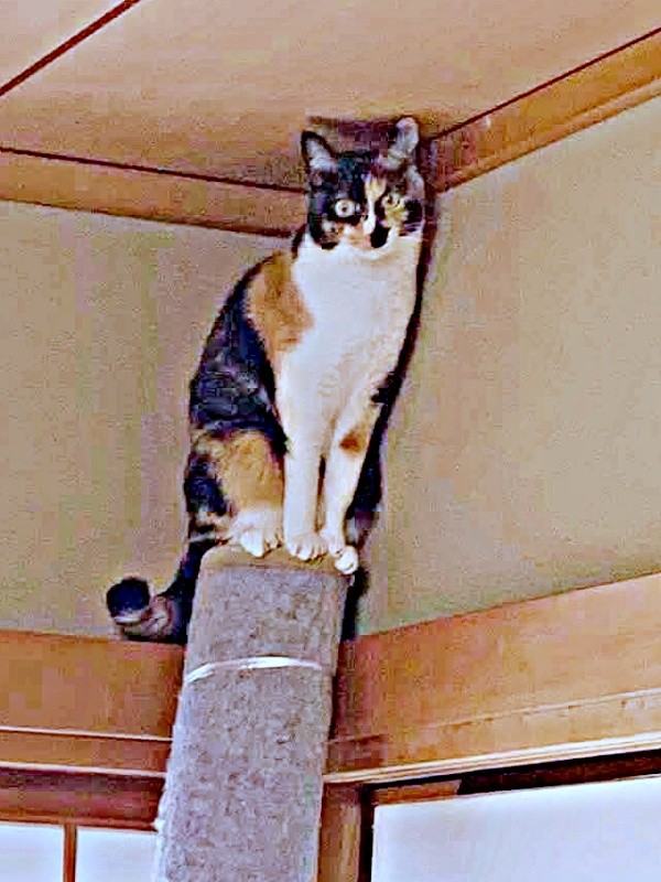 天井に届く高さから飼い主さんを見下ろすももこちゃん（画像提供：ともねぇさん）