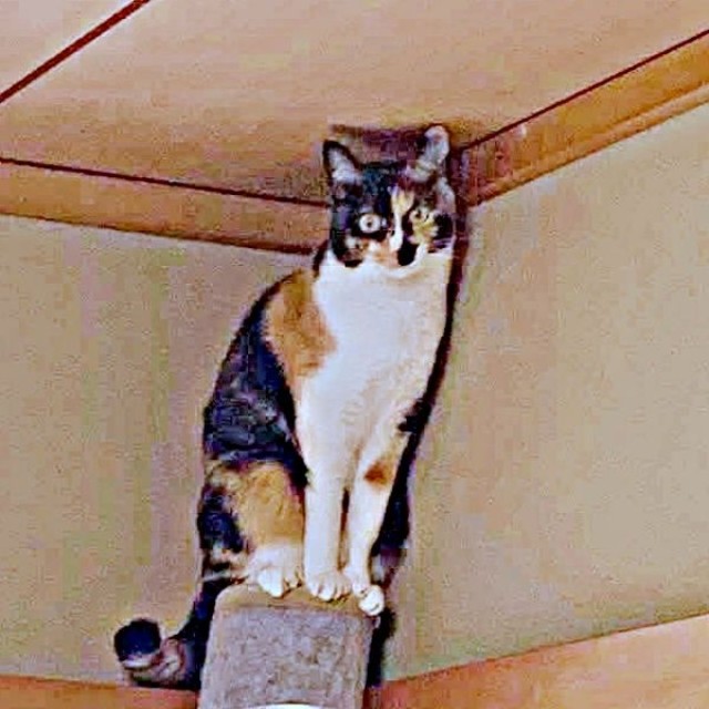 天井に届く高さから飼い主さんを見下ろすももこちゃん（画像提供：ともねぇさん）