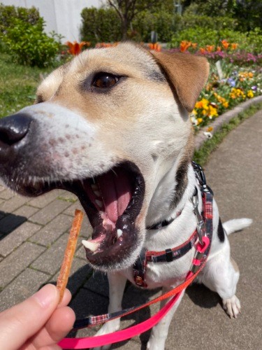 食べる時は誰より豪快（かずきさん提供）