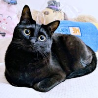 きゅるんとした瞳が愛らしいクロちゃん（画像提供：ぺぺ太さん）