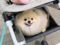 ベビーカーの下からひょっこりーーにこにこ笑顔のボスくん（画像提供：ポメラニアン ボスさん）