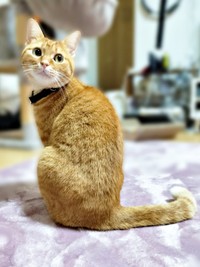 飼い主さんをじっと見つめるこなちゃん（画像提供：ユンコロさん）