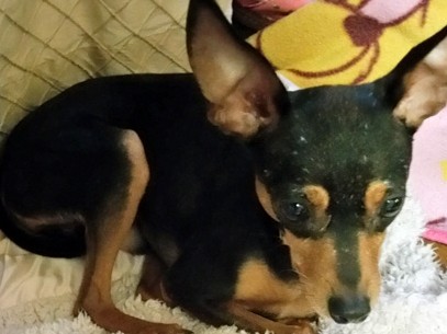 犬の不思議　なぜか似ているピンとハンター